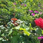 Comodo Con Giardino E Patio
