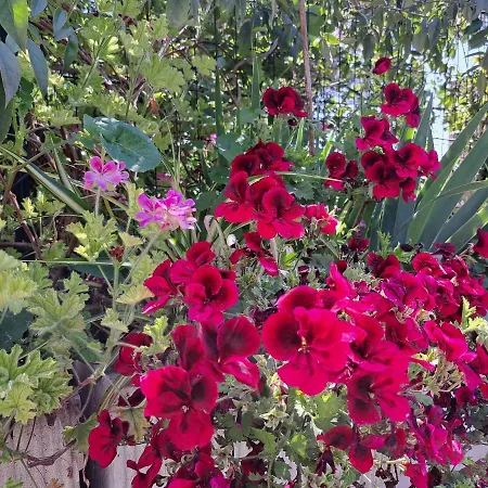 Comodo Con Giardino E Patio