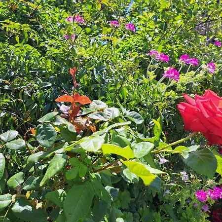 Comodo Con Giardino E Patio