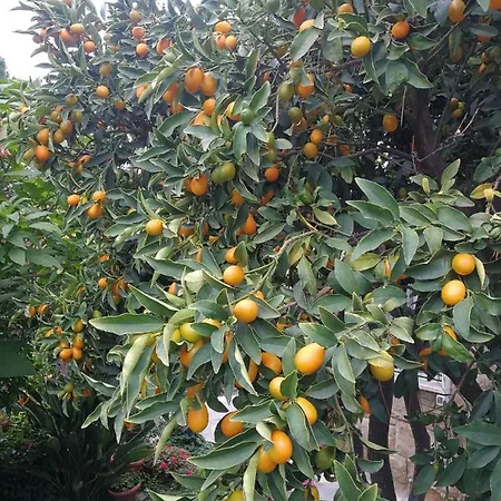 Comodo Con Giardino E Patio *