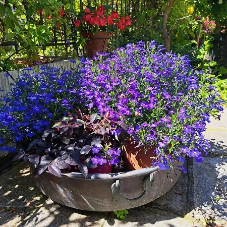 Appartement Comodo Con Giardino E Patio