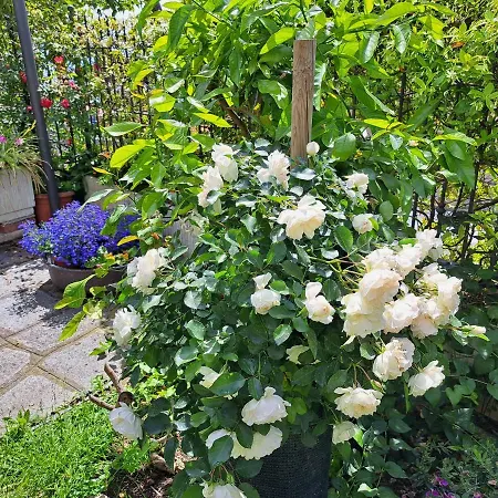 Appartement Comodo Con Giardino E Patio San Remo