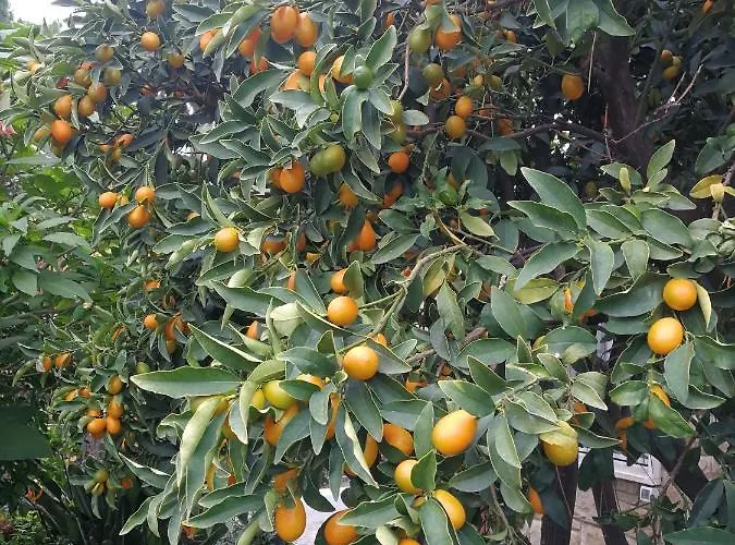 Comodo Con Giardino E Patio *