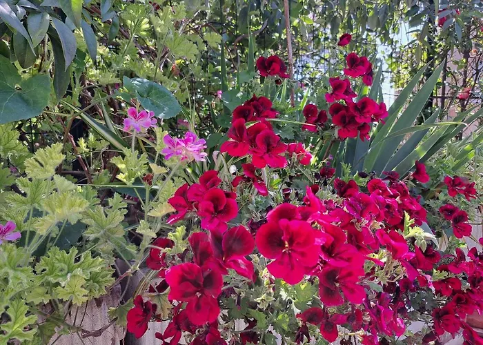 Comodo Con Giardino E Patio