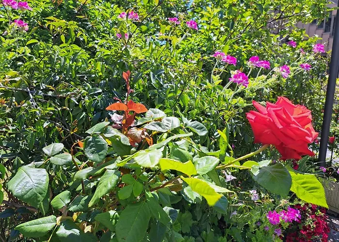 Comodo Con Giardino E Patio